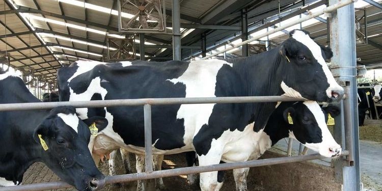云南新人和数采服务，巍山县万头奶牛养殖示范牧场项目
